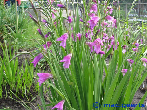 Gladiolus imbricatus